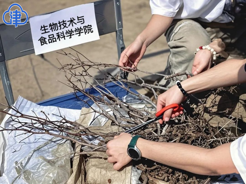 津云客户端、今日头条报道63棵酸枣苗落户天商劳动教育基地